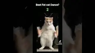 top 4 best fat cat dance#catdanceshort#by#sonuvab1ch