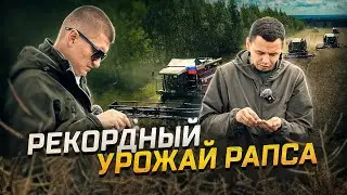 Заработал 6 МИЛЛИОНОВ с одного поля! Рапс некуда складывать! Черное золото. 