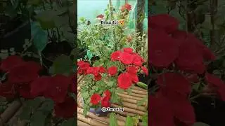 🏡🌸 &ldquo;Blooming Paradise: Beautiful Flowers & Dreamy Home Garden Tour&rdquo; 🌿✨