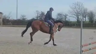 Cheval à vendre - Poulinière typée arabe (37.5%) ou pour cavalier averti - equirodi.com