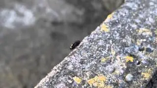 Royalty-Free Garden beetle footage (Creative Commons with attribution) Nature, UK