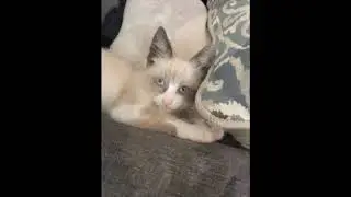 Meet Capri a Snowshoe currently available for adoption! 10/19/2019 8:16:57 PM