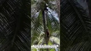 Lands for Investment in Farming at Kerala, India for Coconut