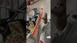 Leo meets Grace 🐱#catdad2020 #cats #homedepot