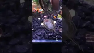 Fish Dancing to 