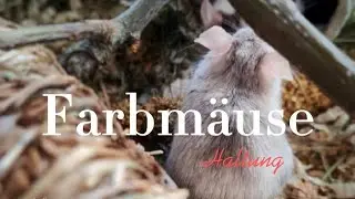 Absolutes Tabu für Farbmäuse!🐭