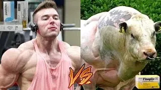 Trenbolone Dosage For Cattle Vs Humans | WE AREN'T COWS!