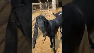 Gujrat Goat Farm / #beetalgoats #farming #goats #babygoats #goats #farming #farmer