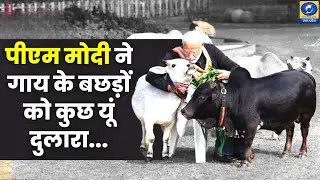 🔴WATCH | PM House में PM Modi ने गाय के बछड़ों को कुछ यूं दुलारा...खिलाई घास...सिर पर फेरा हाथ |