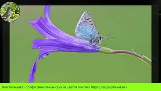 АГРОСТЕММА,  КУКОЛЬ (AGROSTEMMA)