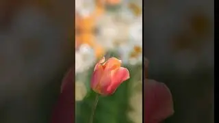 [Samsung Themes Animated Wallpaper]  Flowers of Love