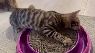 Smelling catnip for the first time 