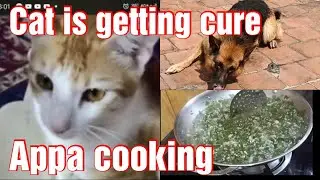 Cat is getting cure / Missing my father's cooking 😥/ browny bathing / stomach care