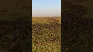 The migration #animals #animalmigration #nature #wildlife #kenyasafari #viralvideo #fyp