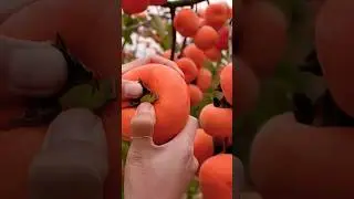 Rare Fruits Ki Kheti | Kam Dekhe Jaane Wale Phal | Profitable Farming | Village Life 🌱🍓#shorts