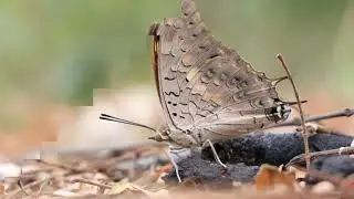 Black Rajah Butterfly Feeding  - 4K Video CANON 90D Gears - Save Nature