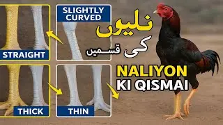 Aseel Murgho ki nalion ki qismen - صیل مرغ کی نلی
