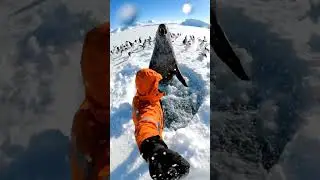 Leopard Seal Breaks Through Ice!