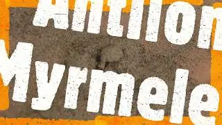 Antlion (Myrmeleon formicarius)