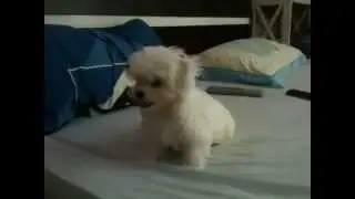 Лорд играет с Принцем /Cat and dog games