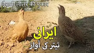 Best Grey Partridge Sounds Irani Teetar ki Awaz Irani Teetar Enjoy Full Mood Francolin Voice