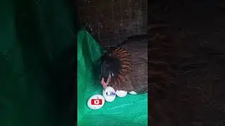 Broody hen🐣🔥 adjusting eggs🐥/Chicken song