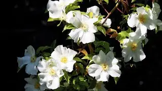 4K HDR - Rosa laevigata (Cherokee rose) in full blossom