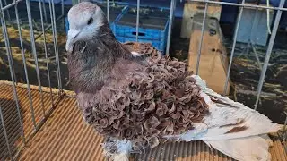 my champions pigeons in this Show Exhibition 2026❗🏆 #pigeon #indianfantail #fantailpigeon