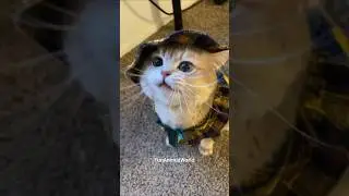 Epic Cat Fail + Loud Meow = Comedy Gold! 😹🔊