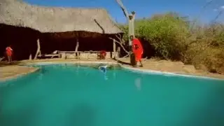 Luxury Lion Lodge | Lion Out of Africa? | BBC Studios