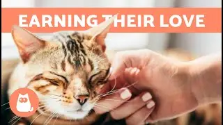 Как сделать кошку более ласковой? 🐱💕 (5 советов, как сделать кошку более любящей)