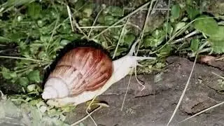 Rainy Day Zen: Following a Snail&rsquo;s Path in the Wild