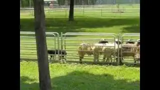 Sheep Herding Dog Show in Thailand