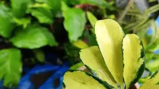 Мои прекрасные пестрые растения шеффлеры / И полный уход за ними