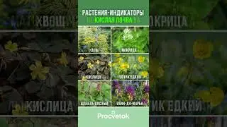 Хотите легко определить кислотность почвы Помогут растения индикаторы! Сохраняйте в закладки!
