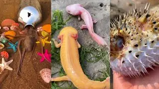 Seafood/Catching Seafood🦀🐙🦐(Catch Crab, Catch Fish)/Fishing/Fishing in TikTok #21.