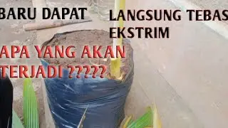 #bonsaikelapa #tebasekstrim #coconutbonsai EksprimenTebas Ekstrim Bonsai Kelapa||Gede Yoga