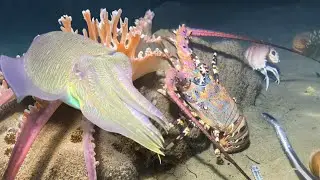 0316 Scuba diving to catch squid, shrimp, crab, lobster, seafood - Vlog to relax under the sea