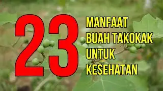 Masya Allah, Inilah 23 Manfaat Buah Takokak Untuk Kesehatan