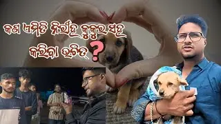 Japu Arab saha Dog Rescue | କଣ ଏମିତି କରିବା ଉଚିତ୍ ??? | ODIA VLOG WALA presents @JAPUARABPETVLOG 