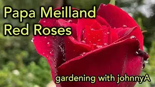 Fragrant Red Roses Papa Meilland and The Most Fragrant Red Roses as well as great flowers.