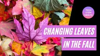 TECH STEM Minute - Changing Leaves in the Fall