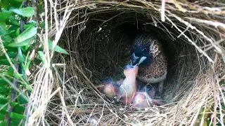 Mother Bird Regurgitates Her Food to Feed Hungry Chicks (3) &ndash; White-rumped Munia Clean a Nest E107