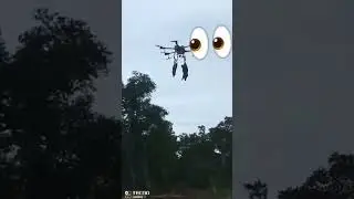 Des sangliers transport&eacute;s par drone  #chasse #sanglier