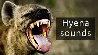 The sounds of hyenas