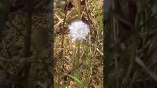 שלמון יפואי Cephalaria joppensis