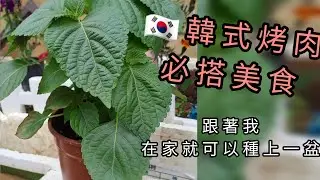 [生活-種植]在家就可輕鬆吃到韓式烤肉美食，獨特香味、新鮮的芝麻葉，快跟著我種上一盆吧！