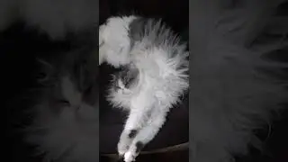 #cat #lia #trending #like #share #cute #vijay #song