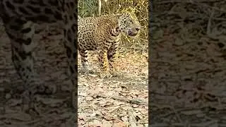 On&ccedil;a pintada #selvagens #animals #selvagem #nature #on&ccedil;a #on&ccedil;apintada
