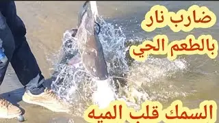 نزلنا بالطعم الحي وكانت معركه شرسه وهجوم الاسماك الكبيره مفاجأة